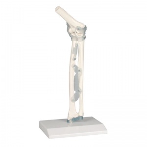 Elbow Joint Model with Ligaments